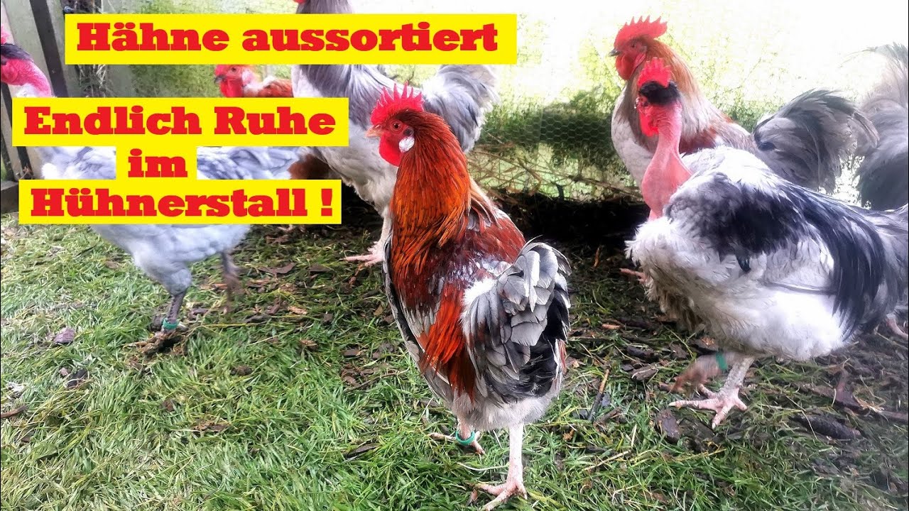 Alle Hähne sortiert ! Endlich Ruhe im Hühnerstall !