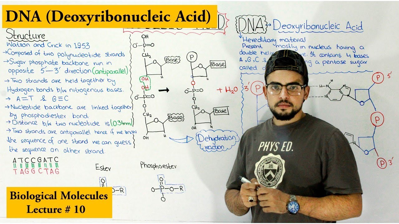 DNA Structure and functions | A type of Nucleic Acid |