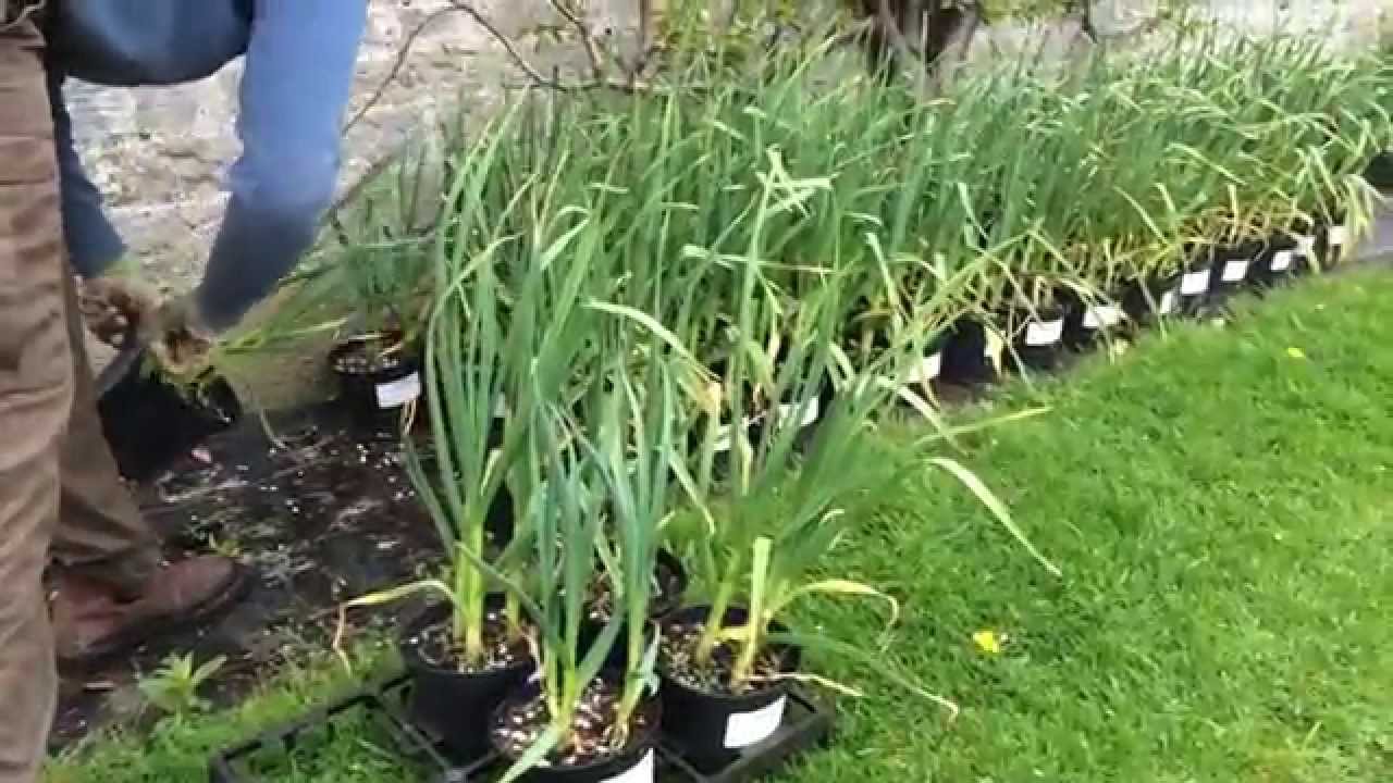 How to grow garlic in pots....A trial.