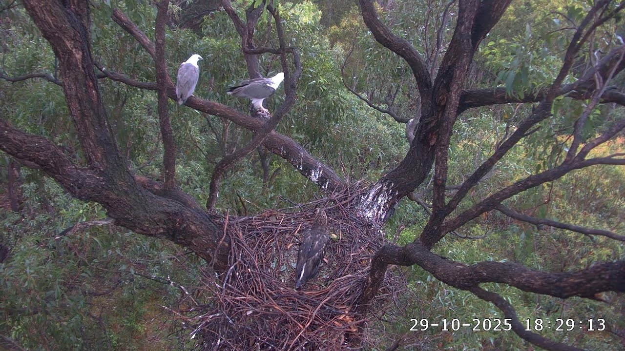 Rainy day. 2 short meals in the nest within an hour / 17:25, 18:25 / 29-10-2025 / Sea-EagleCAM