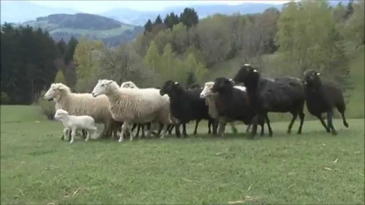 Aus der Gro&szlig;stadt auf die Alm