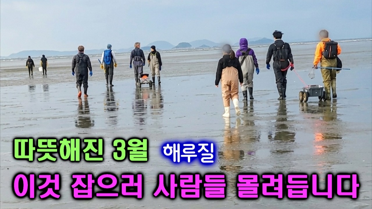 3월~5월엔 이런 해산물이 잘 나옵니다. 알고 해루질 하시면 헛걸음 안 해요 #해루질