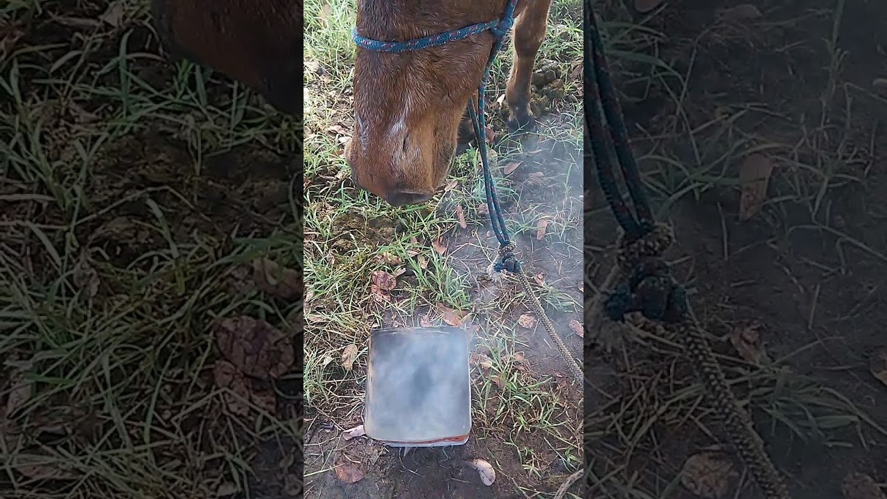 Como curar garrotilho