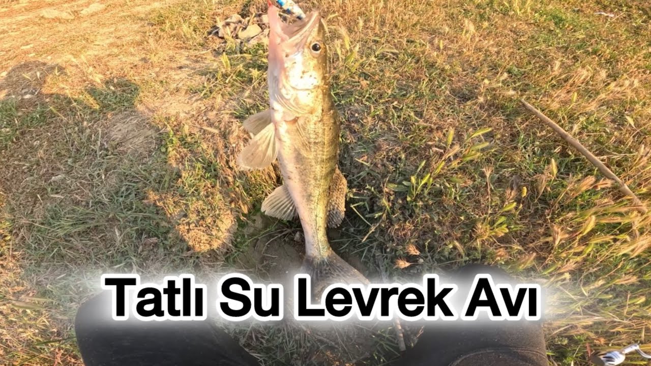 Tarsus Tatlı Su Levrek (Sudak) Avı