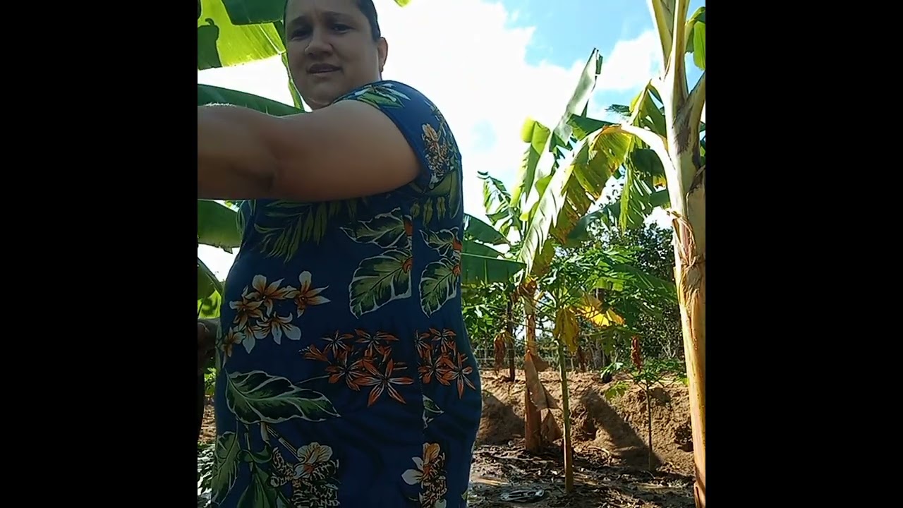 Vlog aguando as bananas+tirando jaca é bom demais!!❤️❤️
