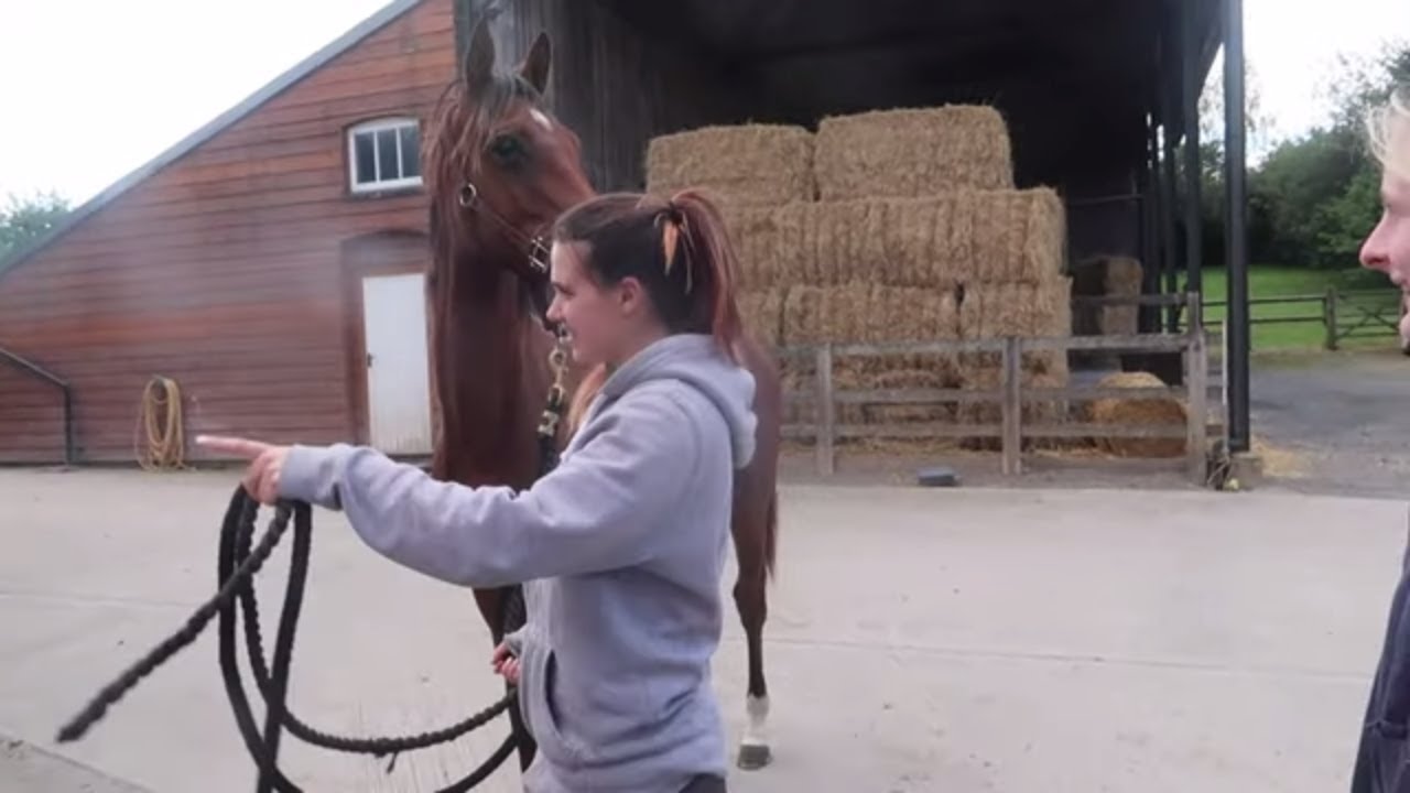I BOUGHT A NEW HORSE | OT Vlog