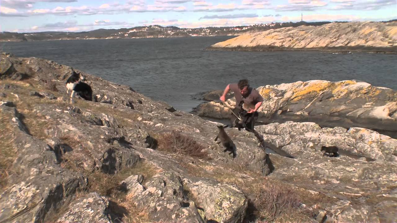 Bli med på merking av villsau lam i skjærgården!  Dyrepasserne TV 2