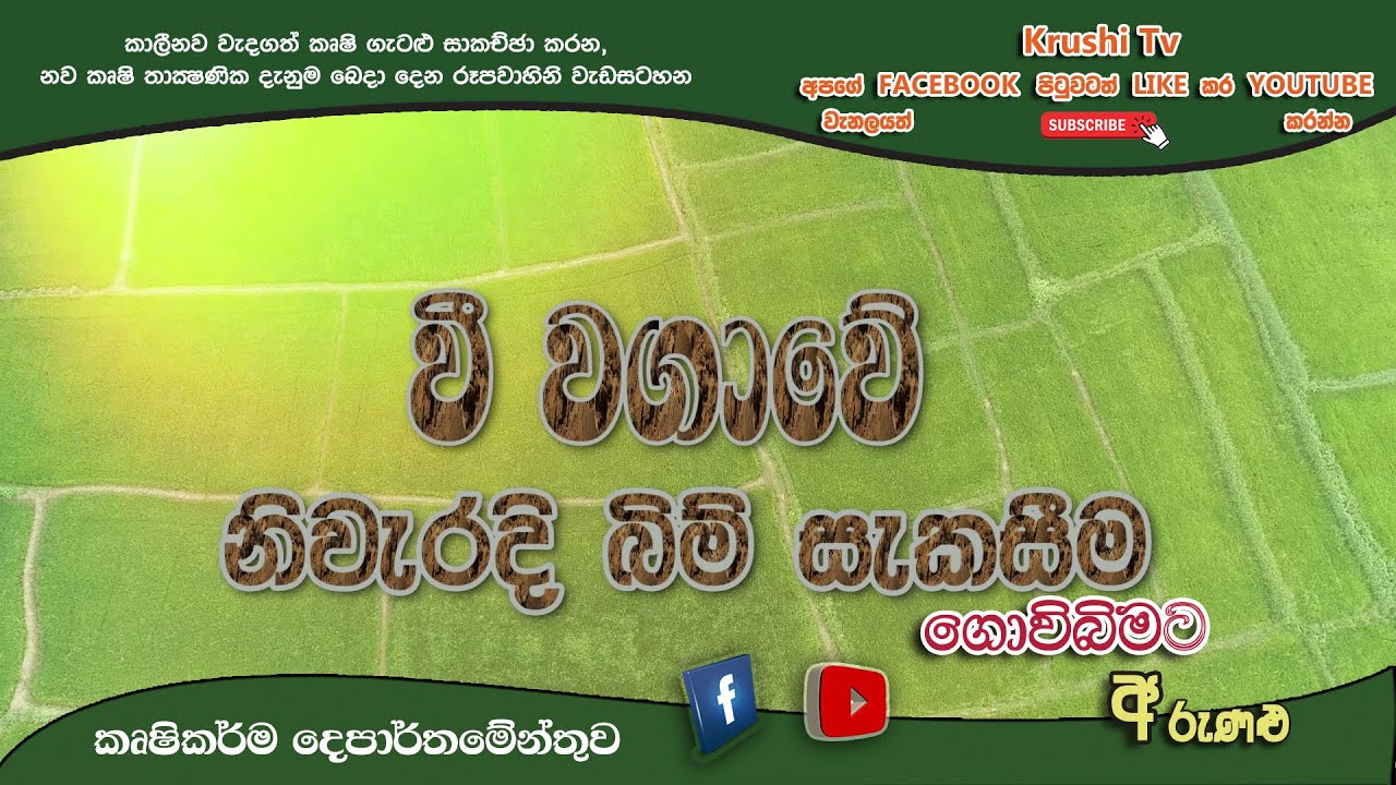 Govibimata Arunalu TV Program | වී වගාවේ නිවාරදි බිම් සැකිසිම | 2021-09-19 | Krushi Tv