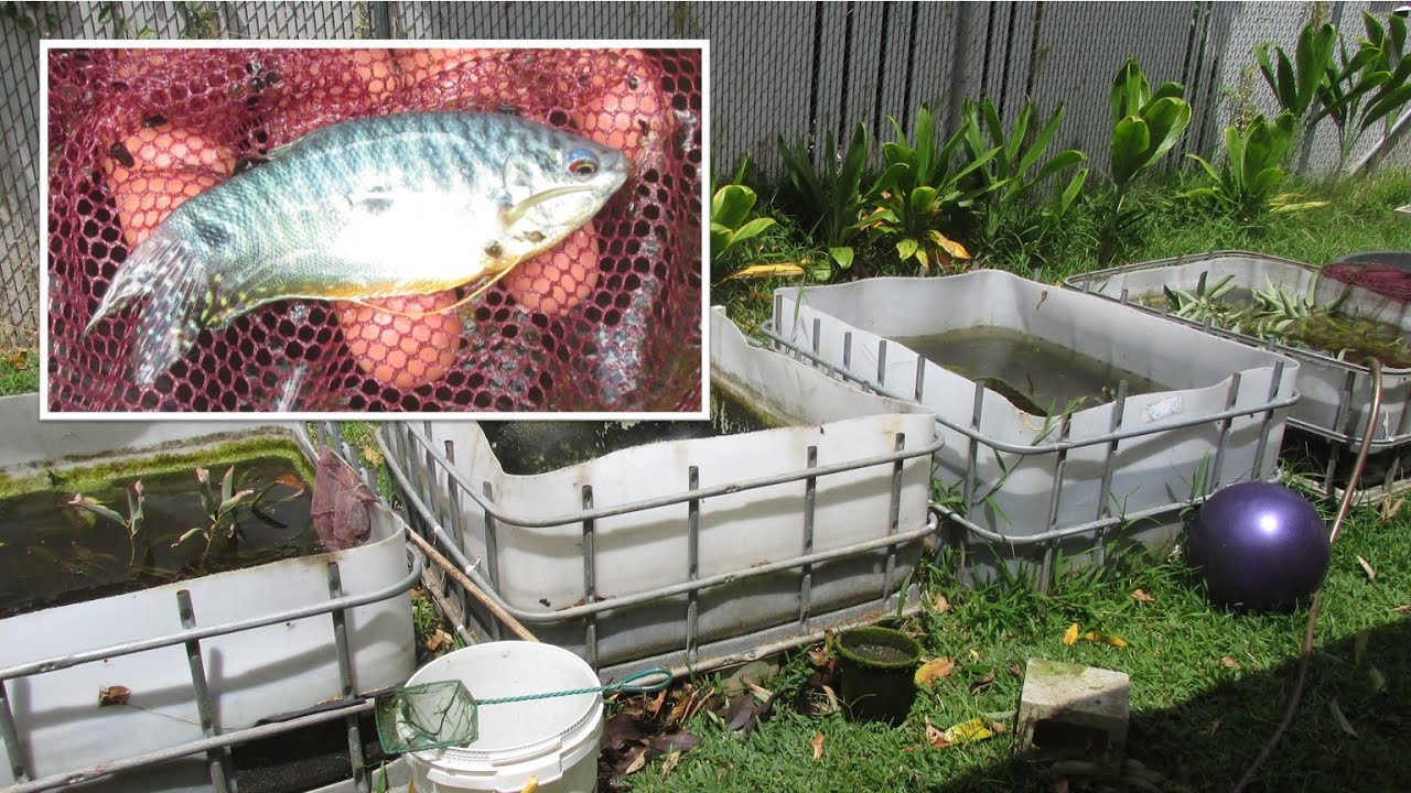 Breeding A LOT of Gouramis in 4 Large Backyard Tubs