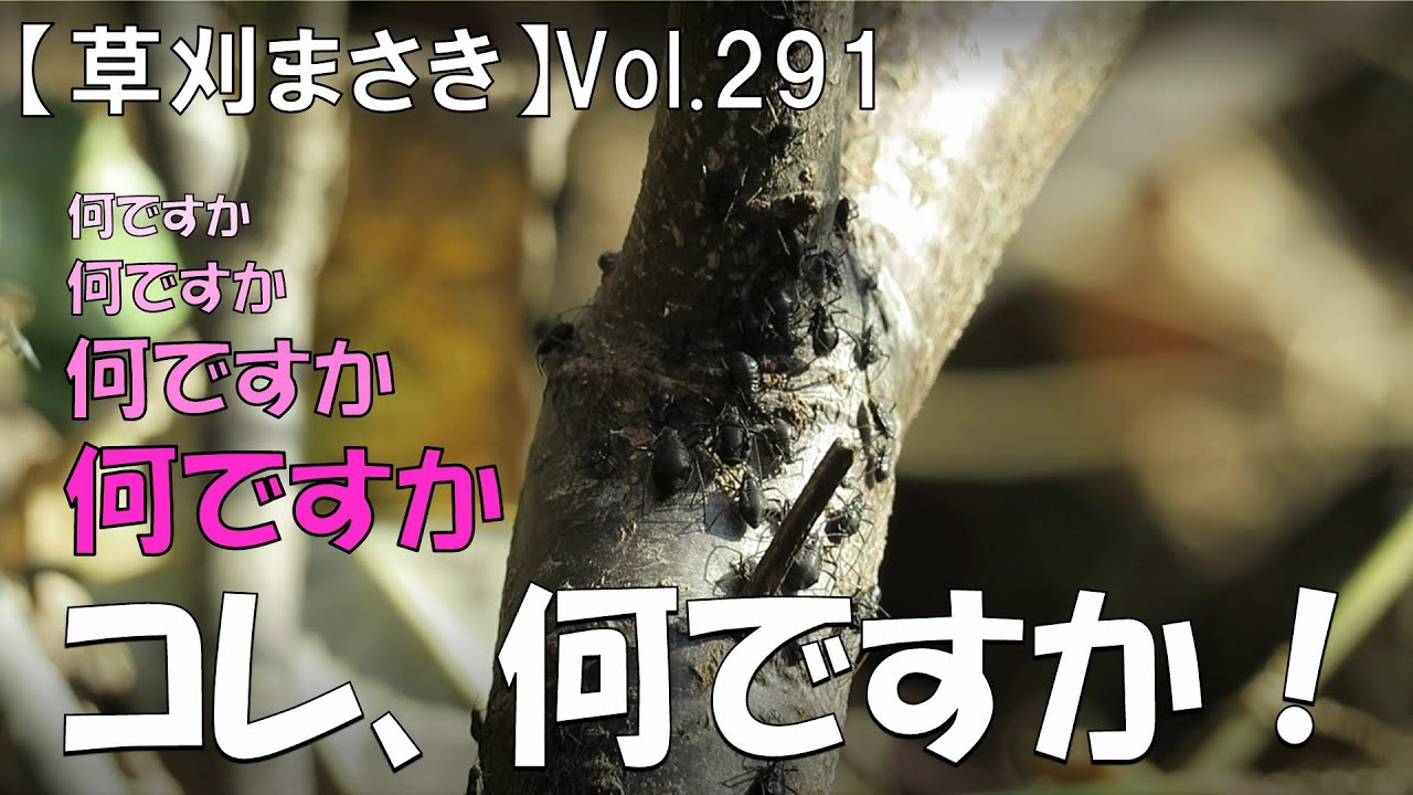 【原野化への抗い】何ですか、何ですか、コレ何ですか？見たことない虫が・・・