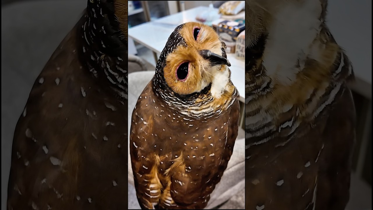 Фу!🤢😨 Это так мерзко, Бибиб!😭