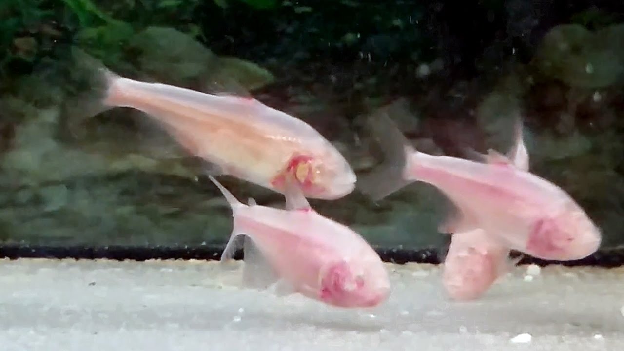 El tetra ciego (Astyanax mexicanus) Ficha Técnica