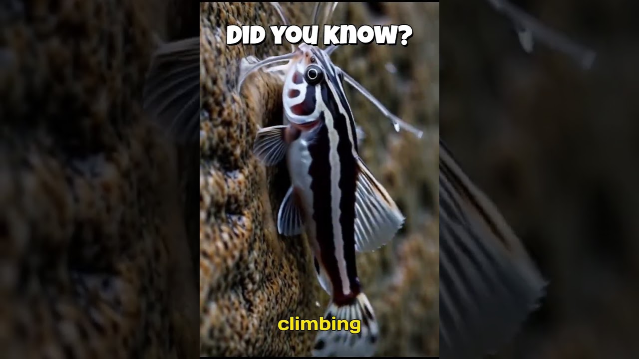 These Fish Climb Waterfalls 😱 