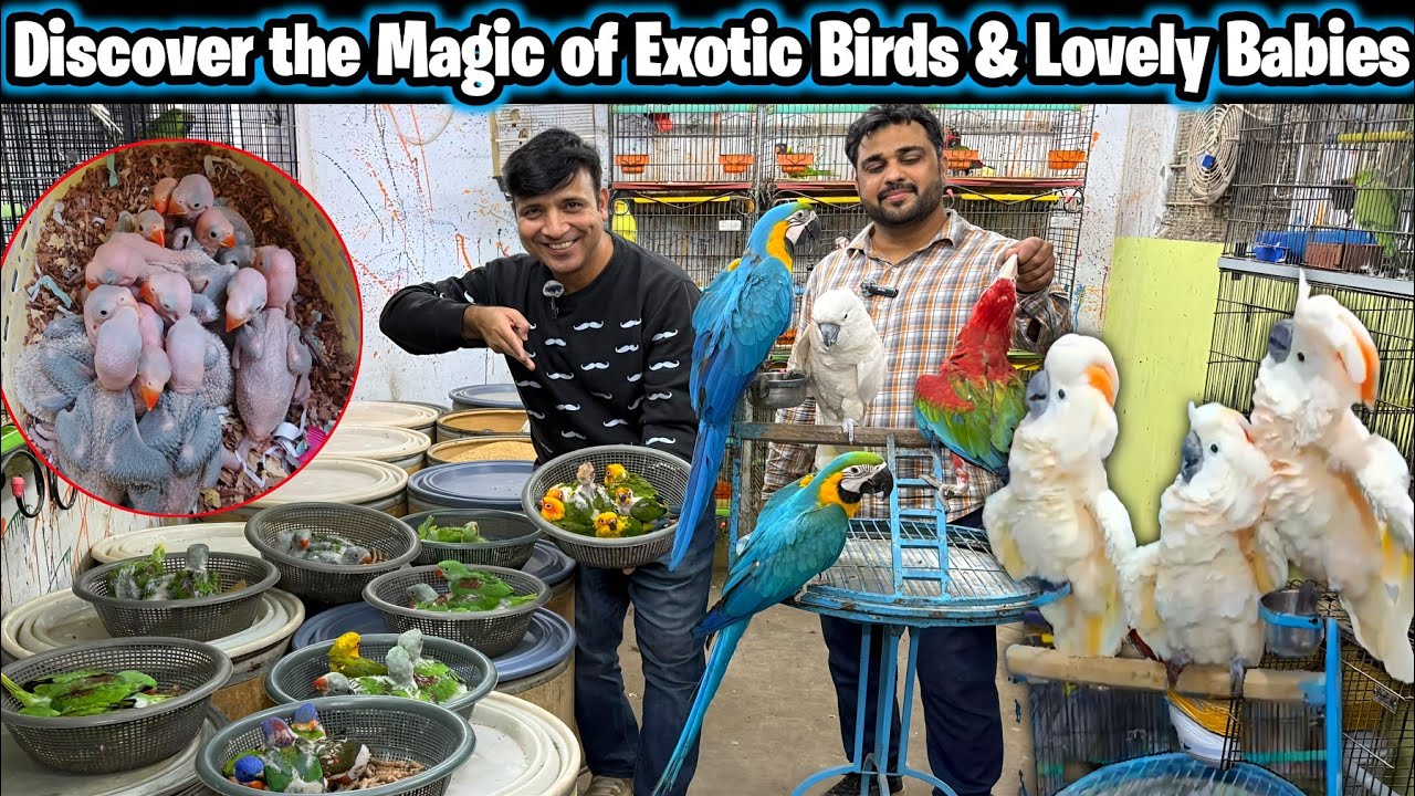 Biggest Exotic Birds Shop in Karachi Birds Babies ar Available in Mashaallah parrot house @SYEDBIRDS