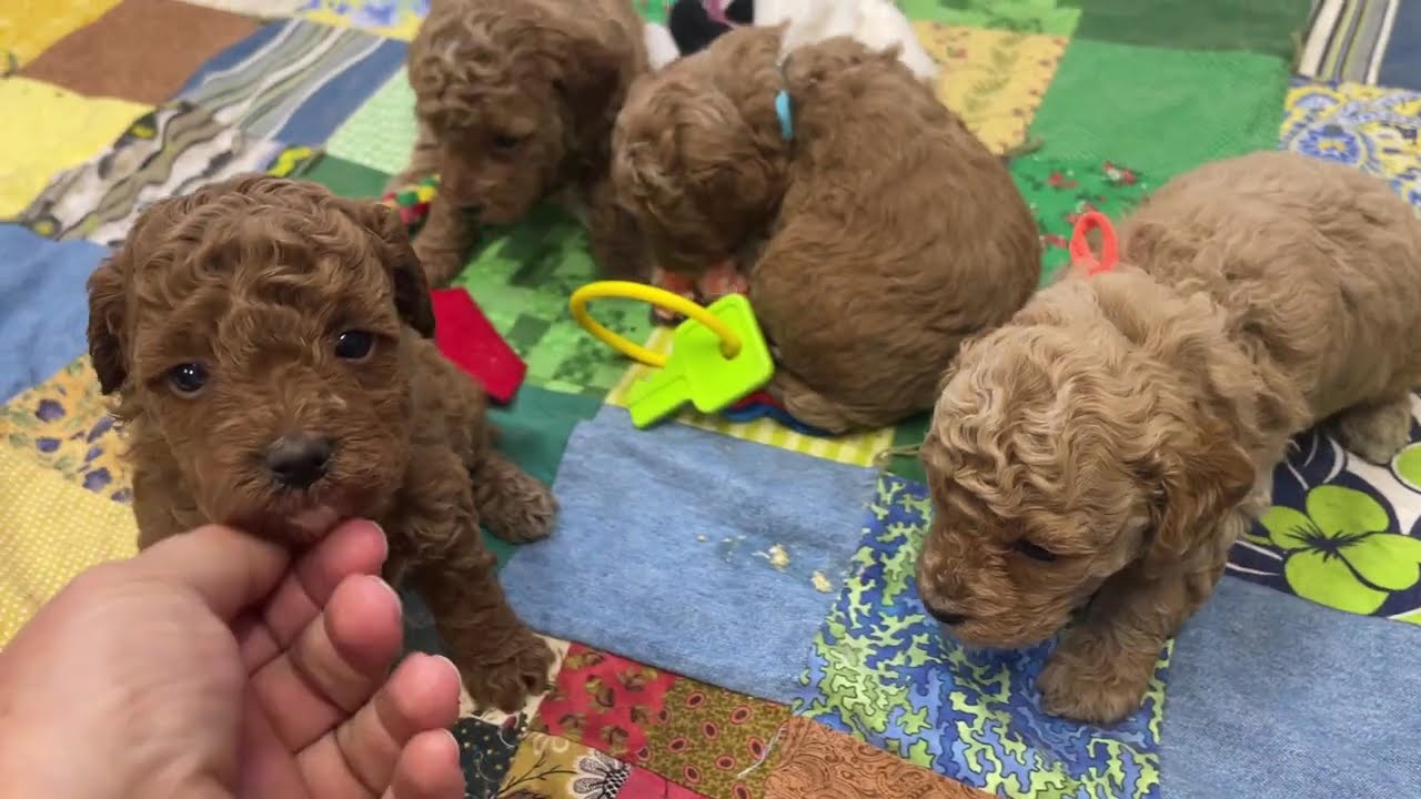 Red and Apricot Toy poodle puppies for sale in Michigan
