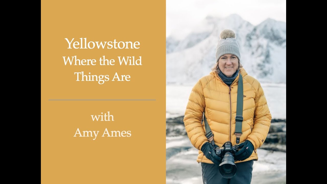 Session 220:  Yellowstone:  Where the Wild Things Are with  Amy Ames