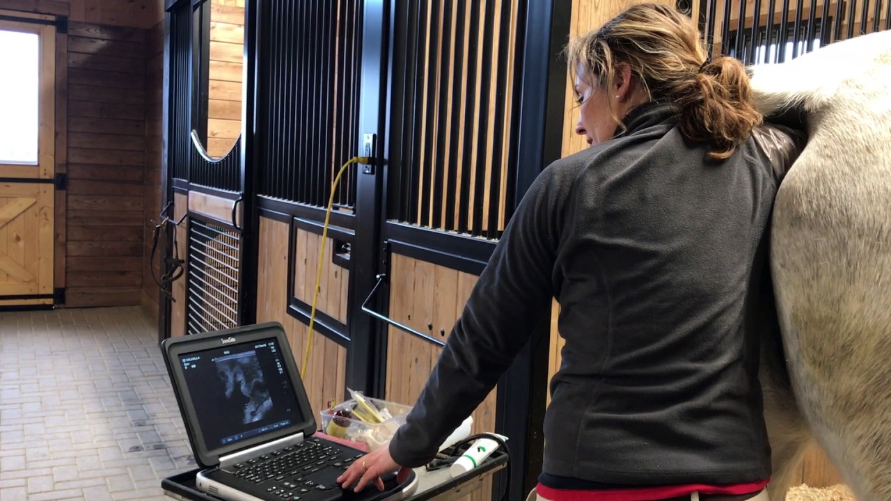 Placentitis In Broodmares
