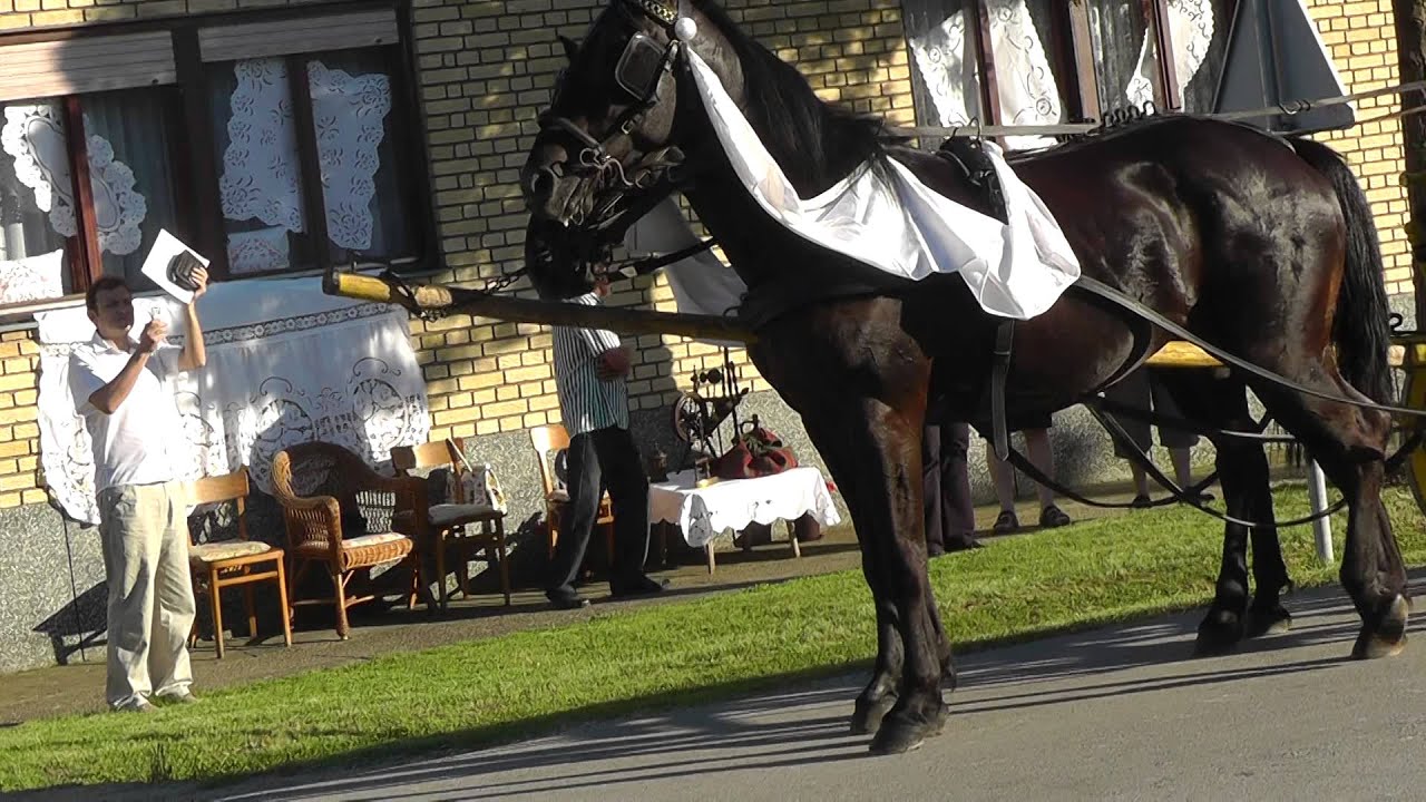 Durici cvelferija 2012 1