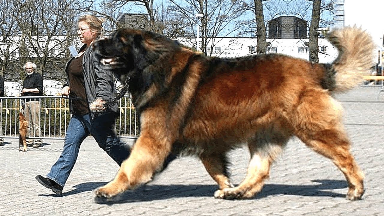 LAS 5 RAZAS DE PERROS M&Aacute;S GRANDES QUE EXISTEN