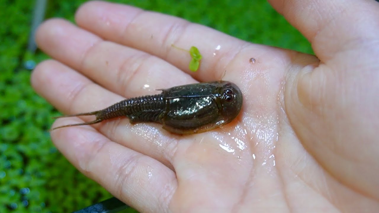 田んぼの土から生まれてきた生物がこんなにデカくなった