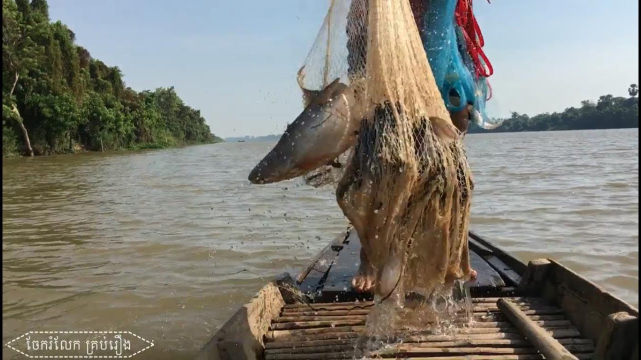 Traditional fishing with beautiful view / big fish / river fish /​ Amazing Net Fishing (Part-29)