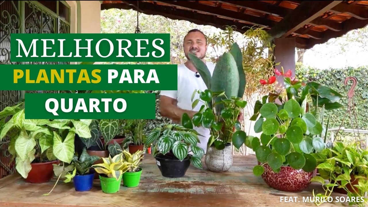 PLANTAS DE QUARTO | COMO ESCOLHER A MELHOR OPÇÃO
