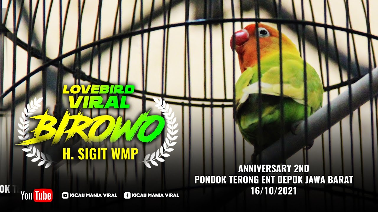 BIROWO‼️LOVEBIRD H. SIGIT WMP HADIR DI KOTA DEPOK ANNIVERSARY 2ND PONDOK TERONG ENT 16/10/2021