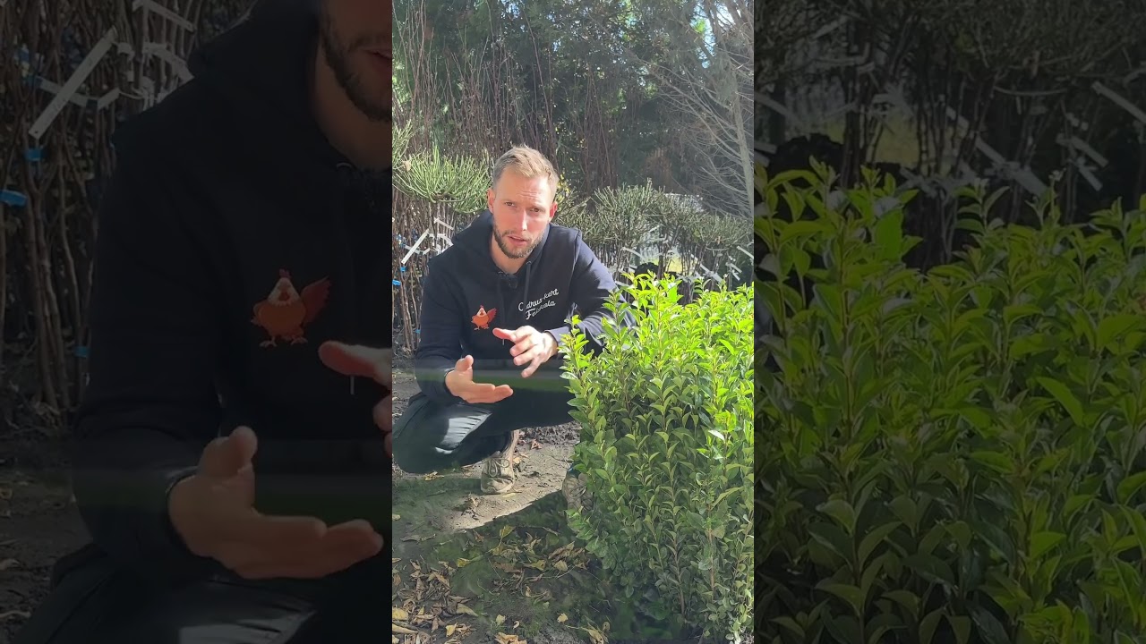 T&eacute;li z&ouml;ld fagyal! S&ouml;v&eacute;ny alternat&iacute;va 👀🍃 #c&eacute;druskert #c&eacute;druskertfaiskola #sz&eacute;kesfeh&eacute;rv&aacute;r #botanical