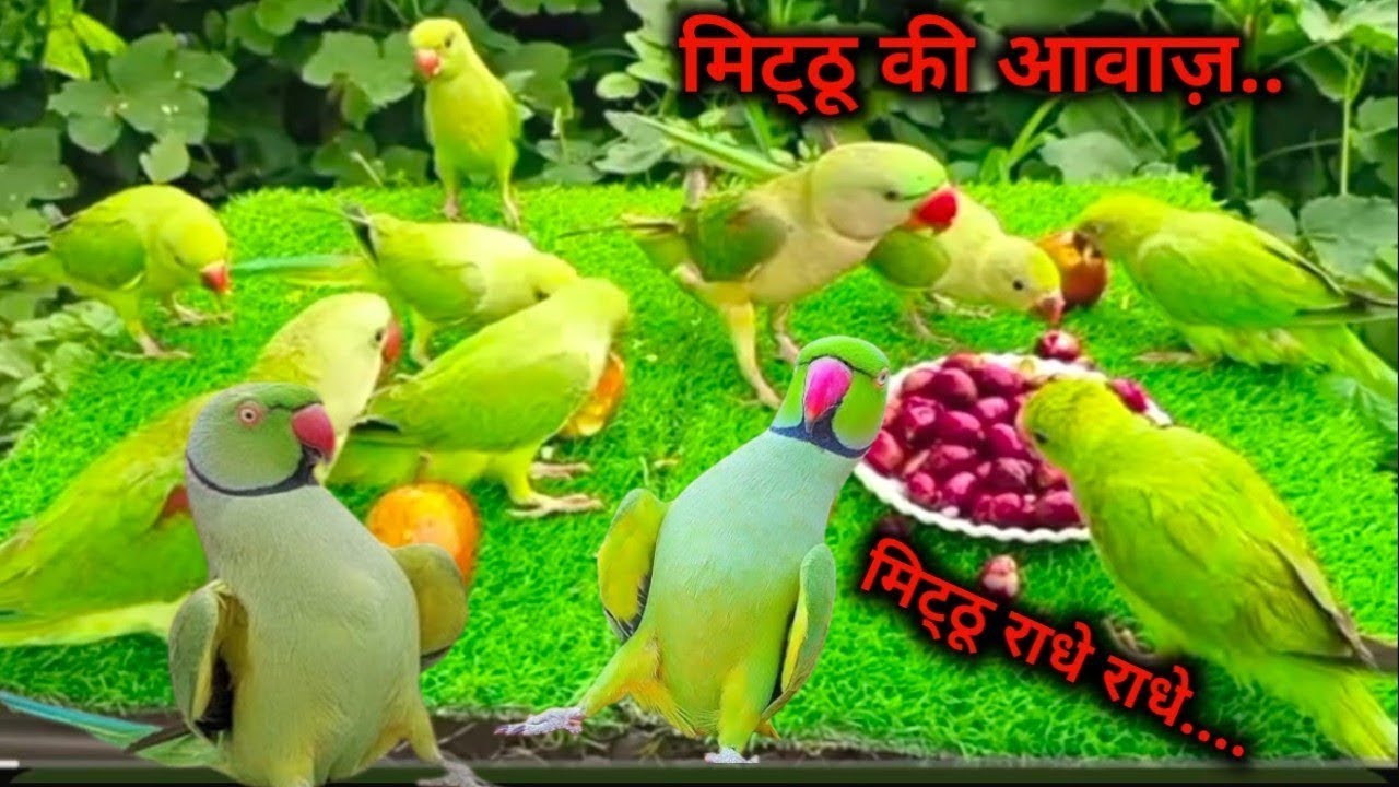 Ringnack Parrot Sounds Videos  | Parrot Ki Awaaz | @ParroTube 