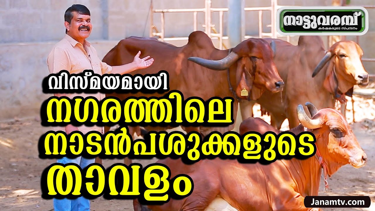 വിസ്മയമായി നഗരത്തിലെ നാടൻപശുക്കളുടെ  താവളം | PART 01 | EP 270 | NATTUVARAMBU | INTIMATE A2 MILK FARM
