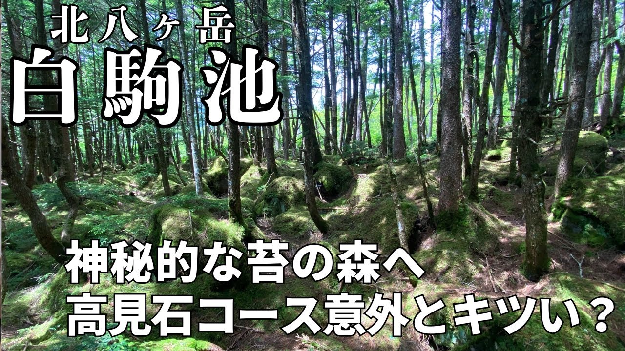【北八ヶ岳・白駒池】神秘的な苔の森から始まる楽々ハイキング！だが、高見石まで行くのは意外とキツかった？