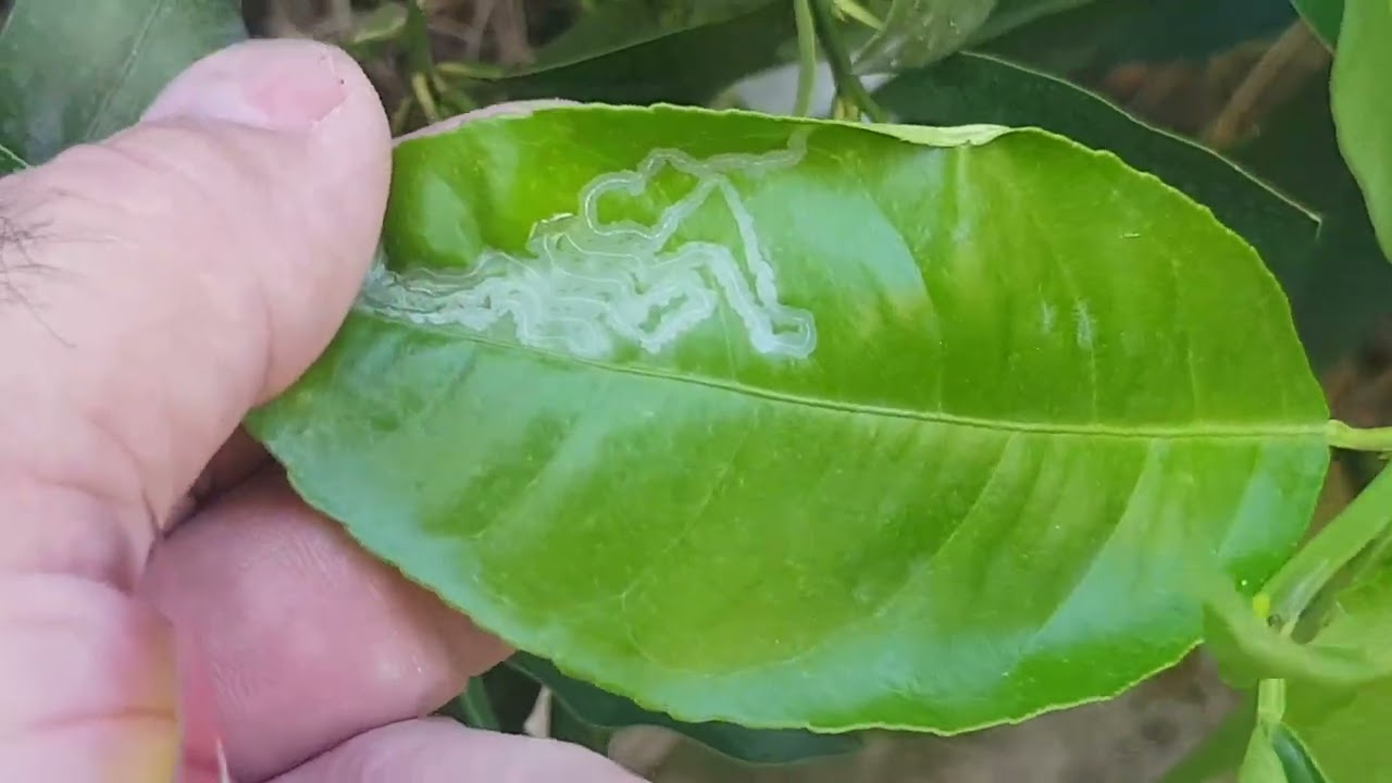 Цитрусовая минирующая моль.