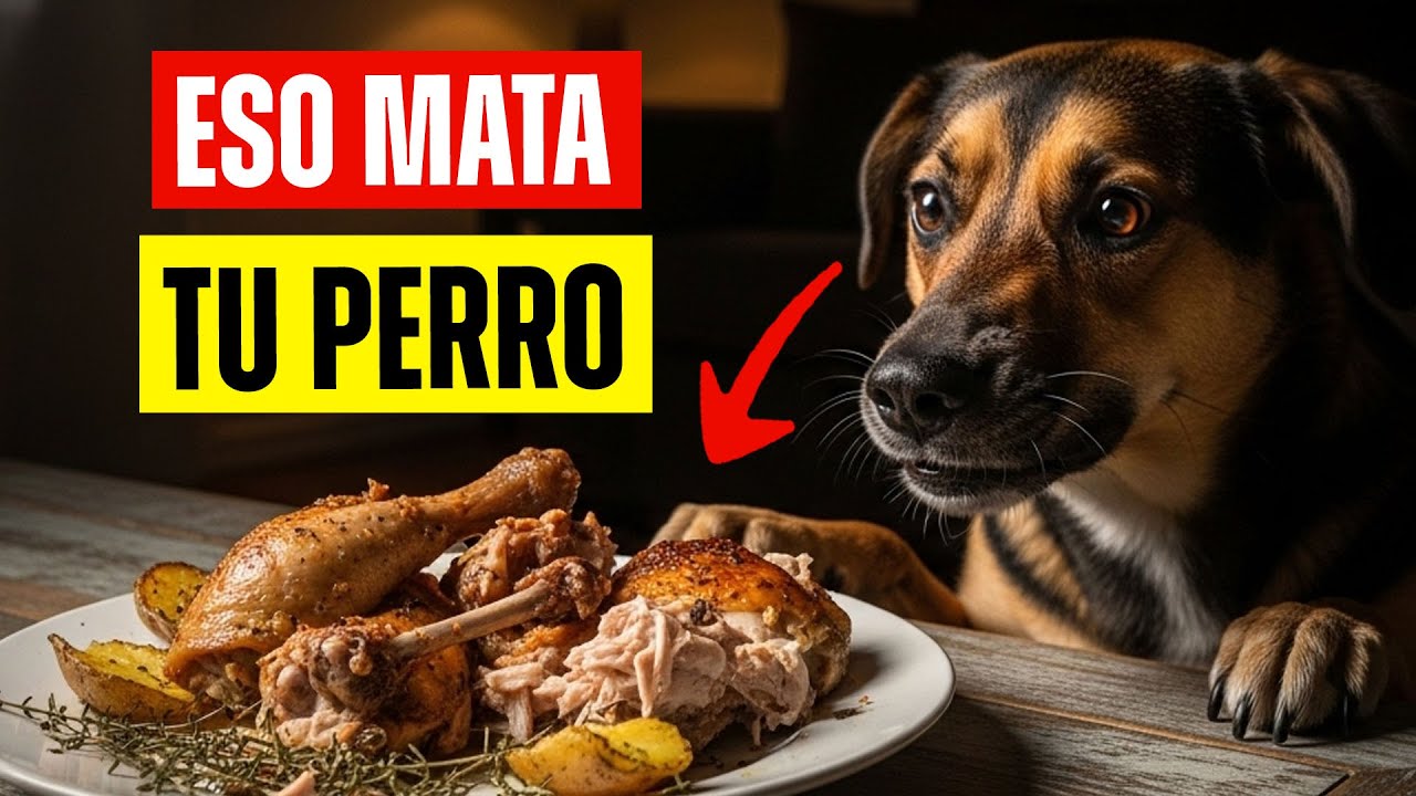 5 alimentos que parecen sanos… pero están destruyendo el hígado de tu perro