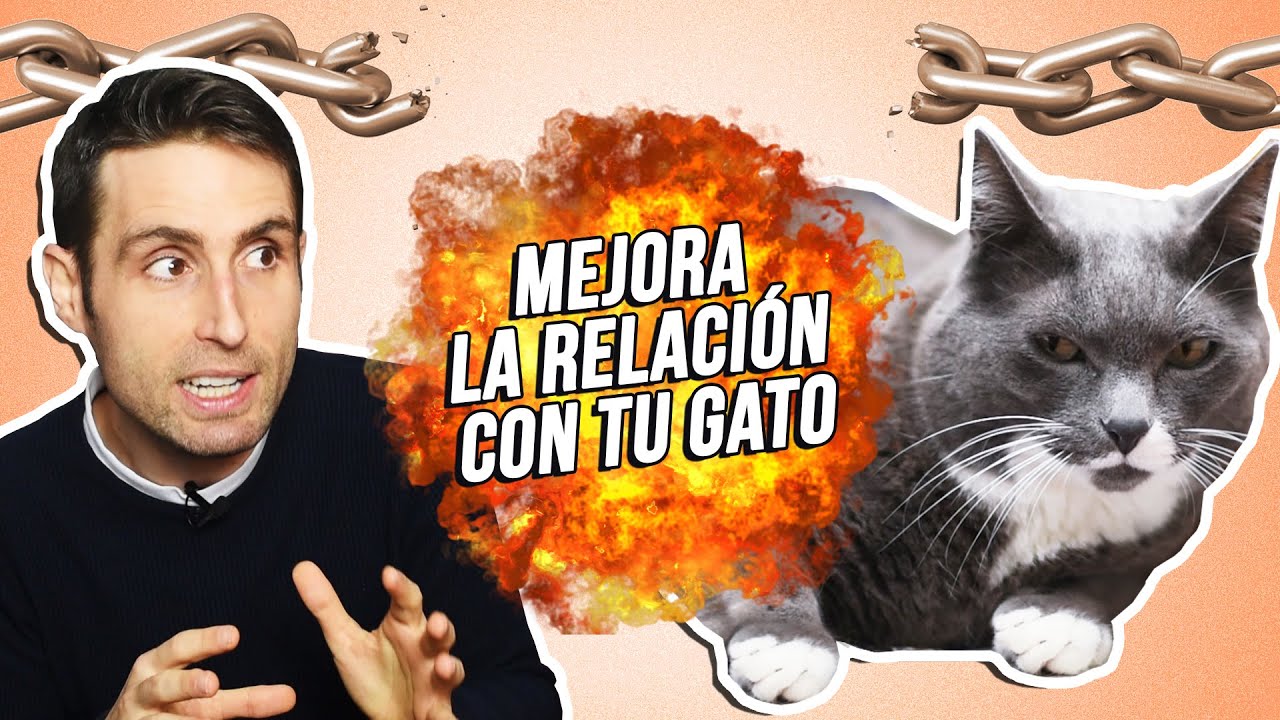 Trucos para reforzar el VÍNCULO con tu GATO y que se sienta MÁS SEGURO contigo y con MENOS ESTRÉS