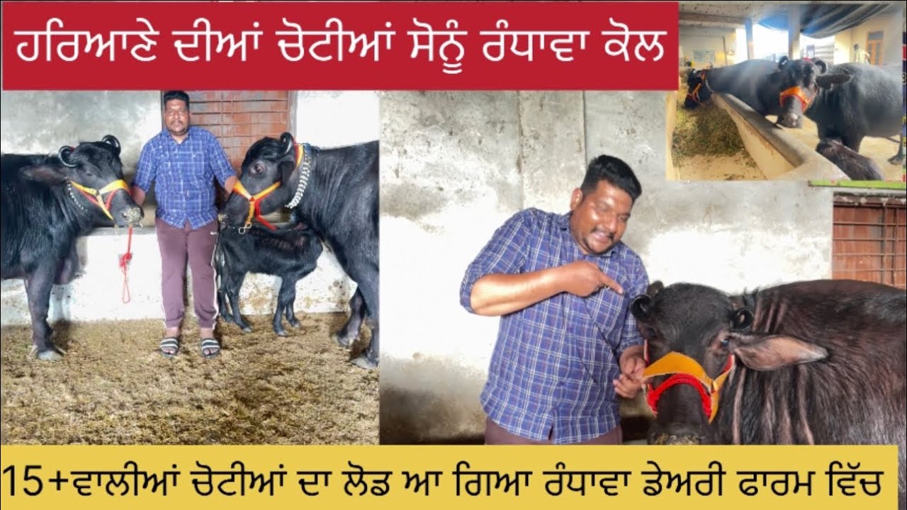 6 ਫ਼ਰਵਰੀ 2026 📞☎️9878394751 ਸੋਨੂੰ ਰੰਧਾਵਾ ਕੋਲ ਹਰਿਆਣੇ ਦੀਆਂ ਚੋਟੀਆਂ 
