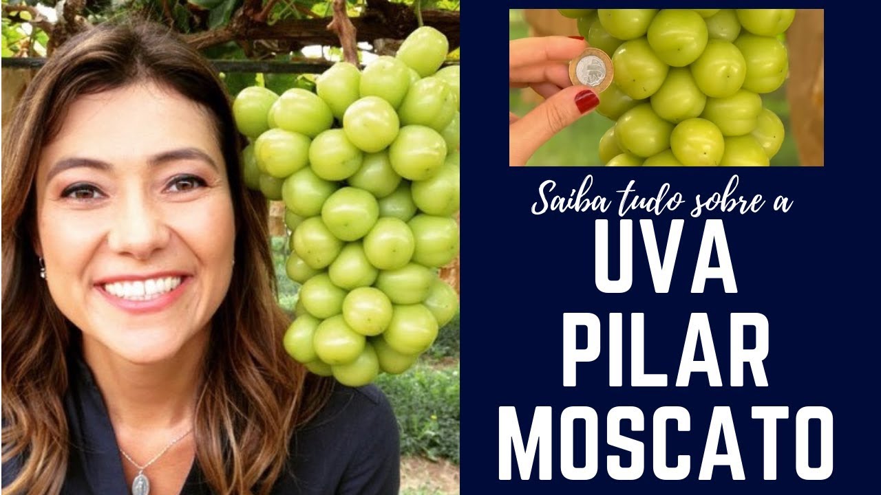 A produção da uva Pilar Moscato