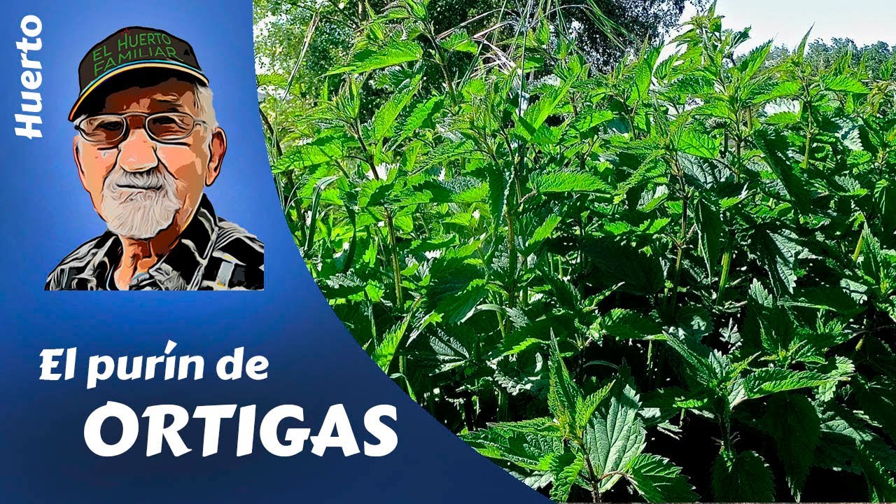 EL PURÍN DE ORTIGAS Como producir purín de ortigas. NETTLE SLURRY
