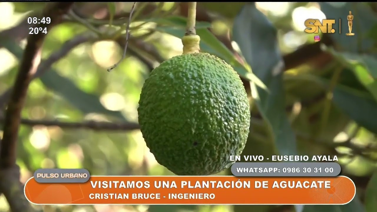 Visitamos una plantación de aguacates