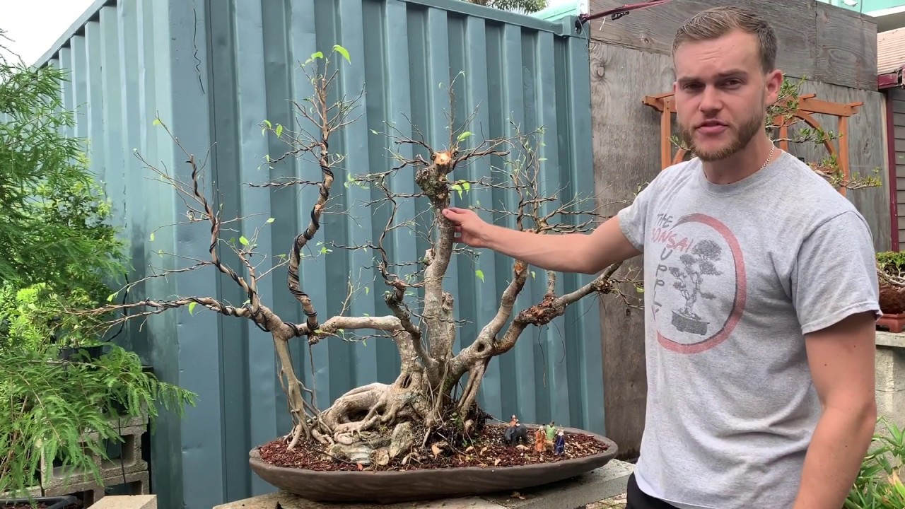 Ficus Benjamina Part II - Bonsai Makeover at The Bonsai Supply