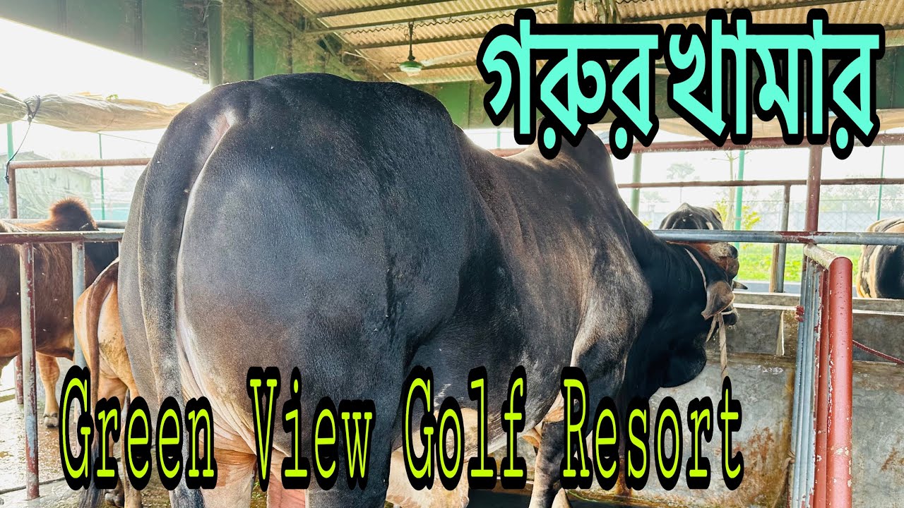 গরুর খামার