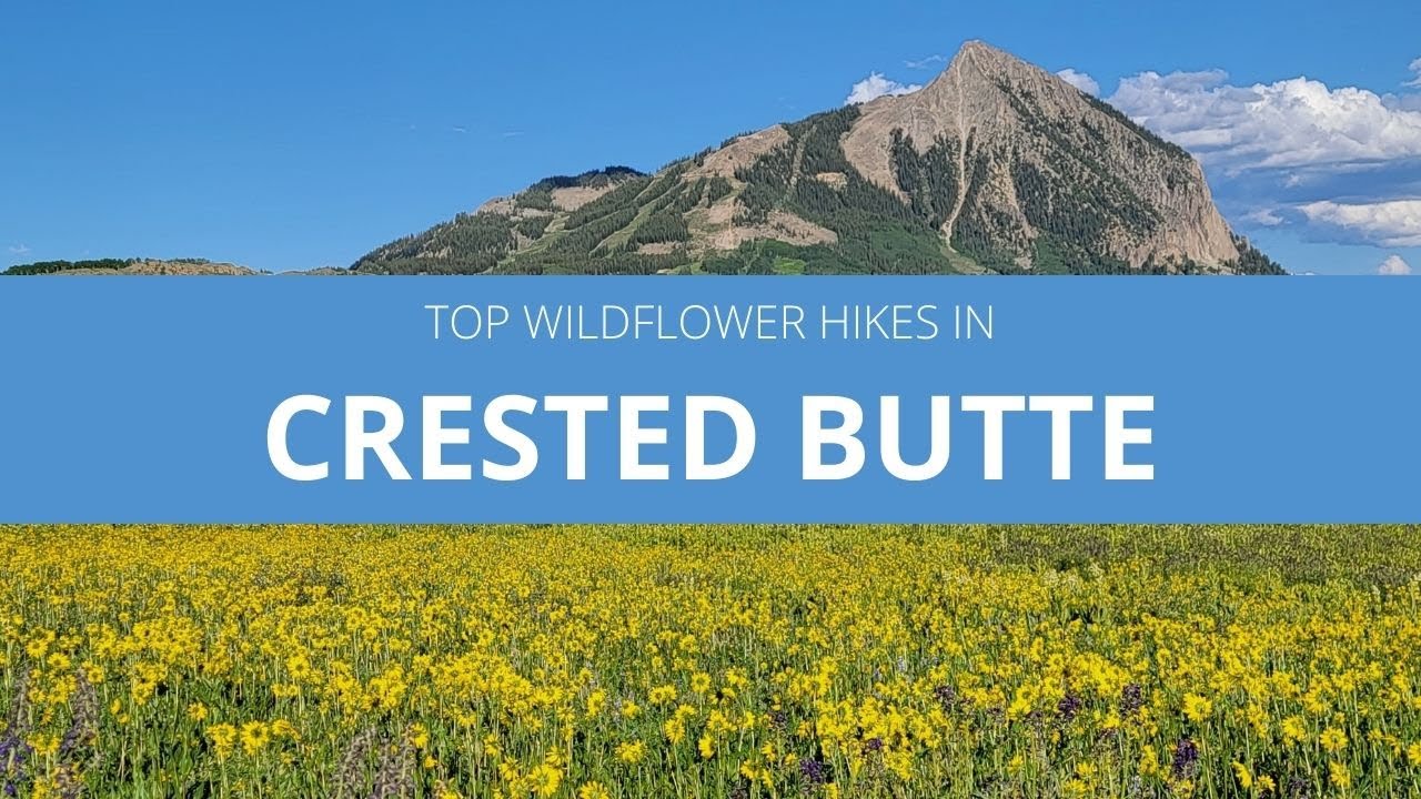 Top Wildflower Hikes in Crested Butte