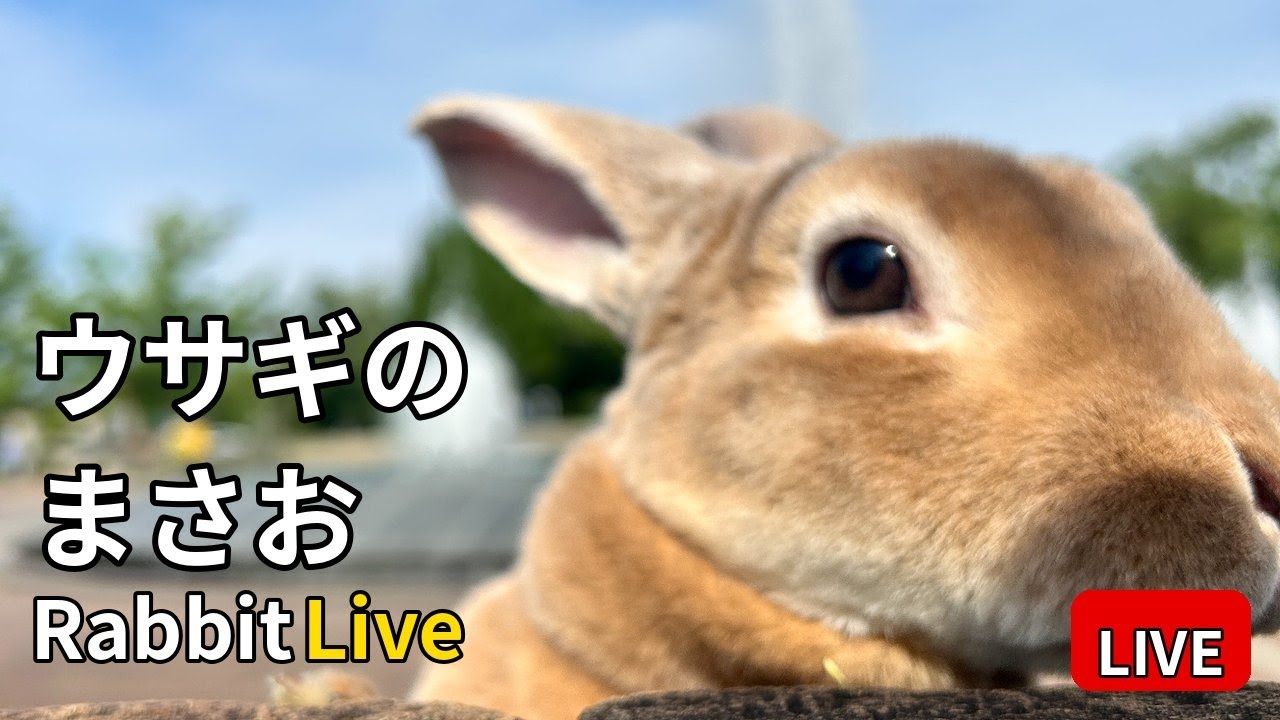 夜の見守り｜うさぎのまさお 放牧中・自動追跡ライブ 🐰Rabbit Tracking Live 2026.03.03