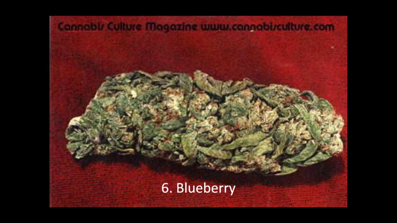 Top ten buds in america