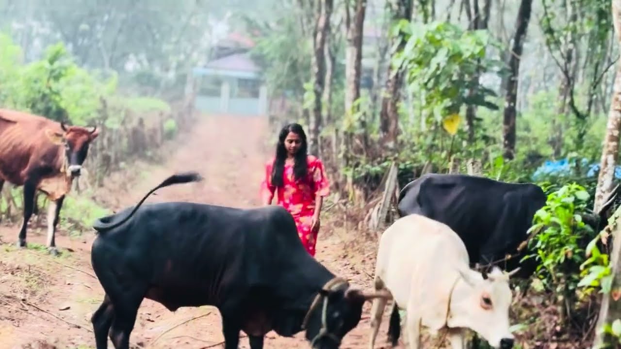  പശുവിനെ ഇങ്ങനെ ഒന്ന് കറന്നു കൂടെ 🤔#trending#viral#cowmilking#nature love 