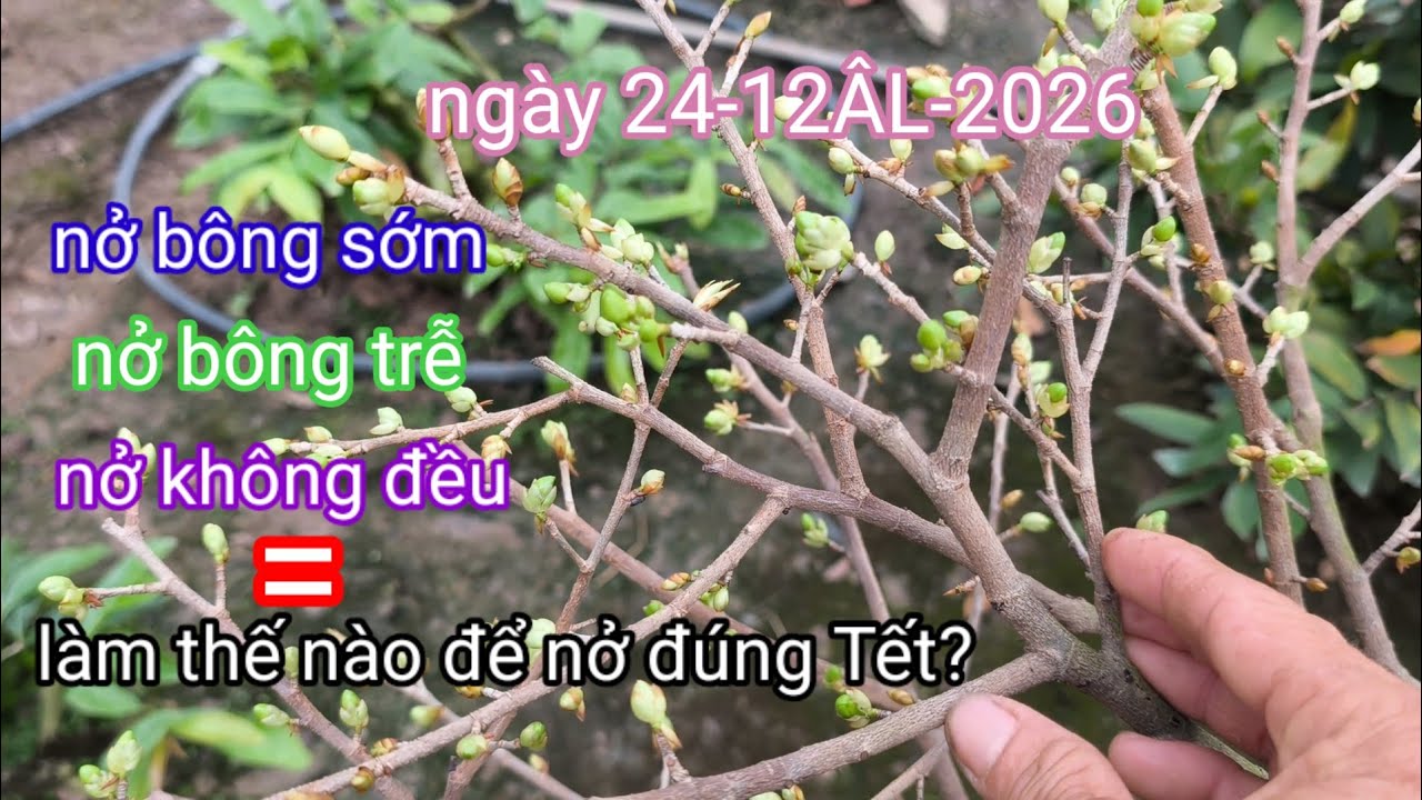 Xem hết video này để biết cách làm 3 nguyên nhân này, để giúp cây mai nở bông đúng Tết.