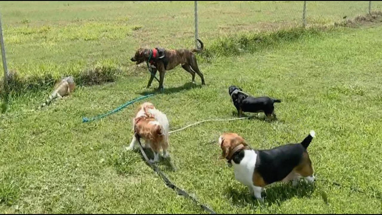 Alpha Jake Dog Pack vs Huge Wild Iguana | MB, 2020