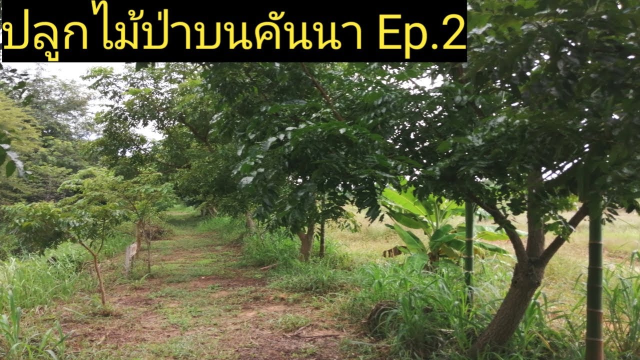 EP2.ปลูกไม้ป่าบนคันนา5ปีโตแค่ไหนไปดูกัน