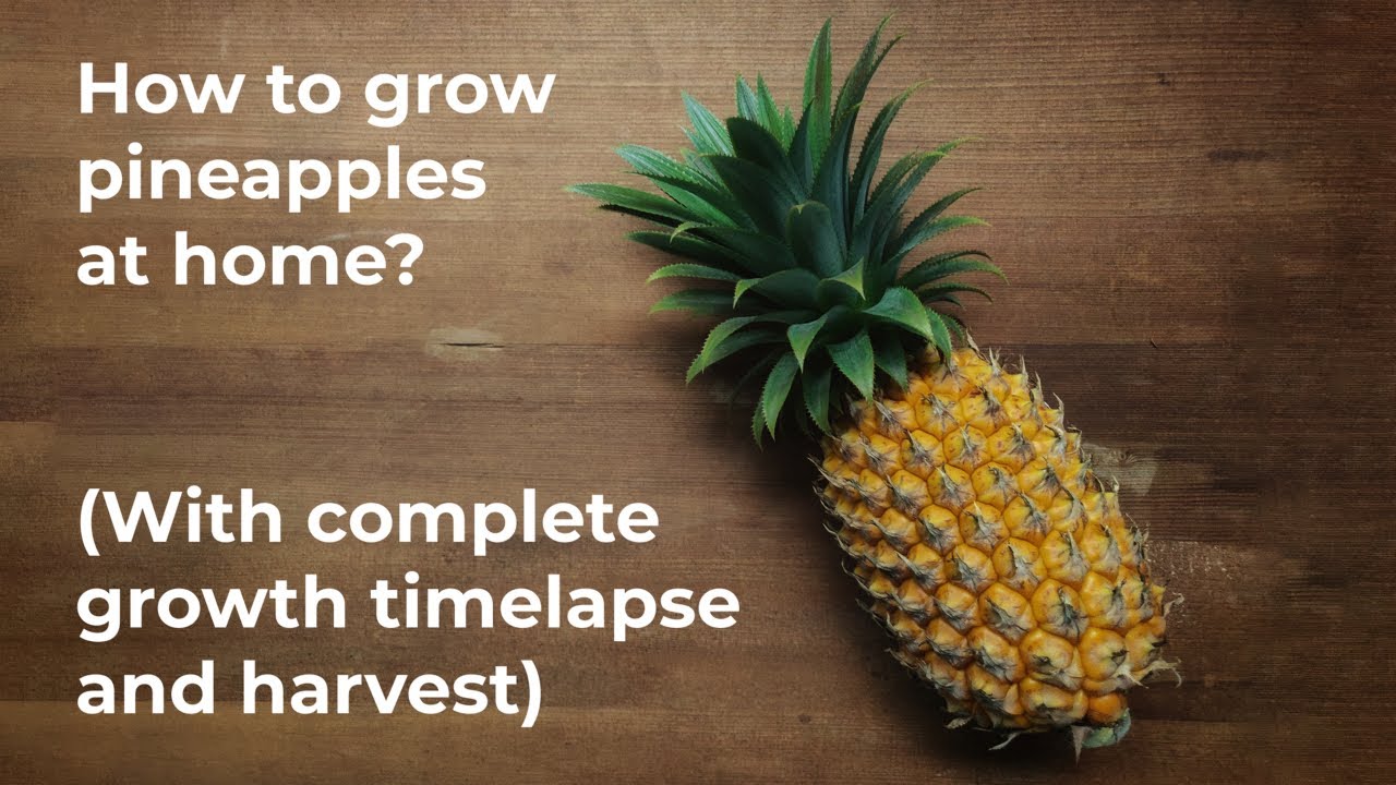 How to grow pineapples at home?(With complete growth timelapse and harvest)