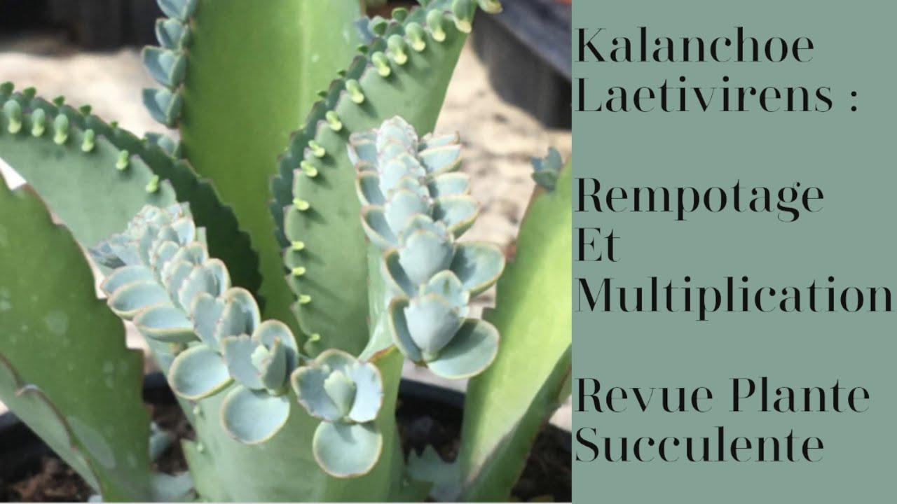 KALANCHOÉ LAETIVIRENS - REMPOTAGE ET SÉPARATION DES REJETS