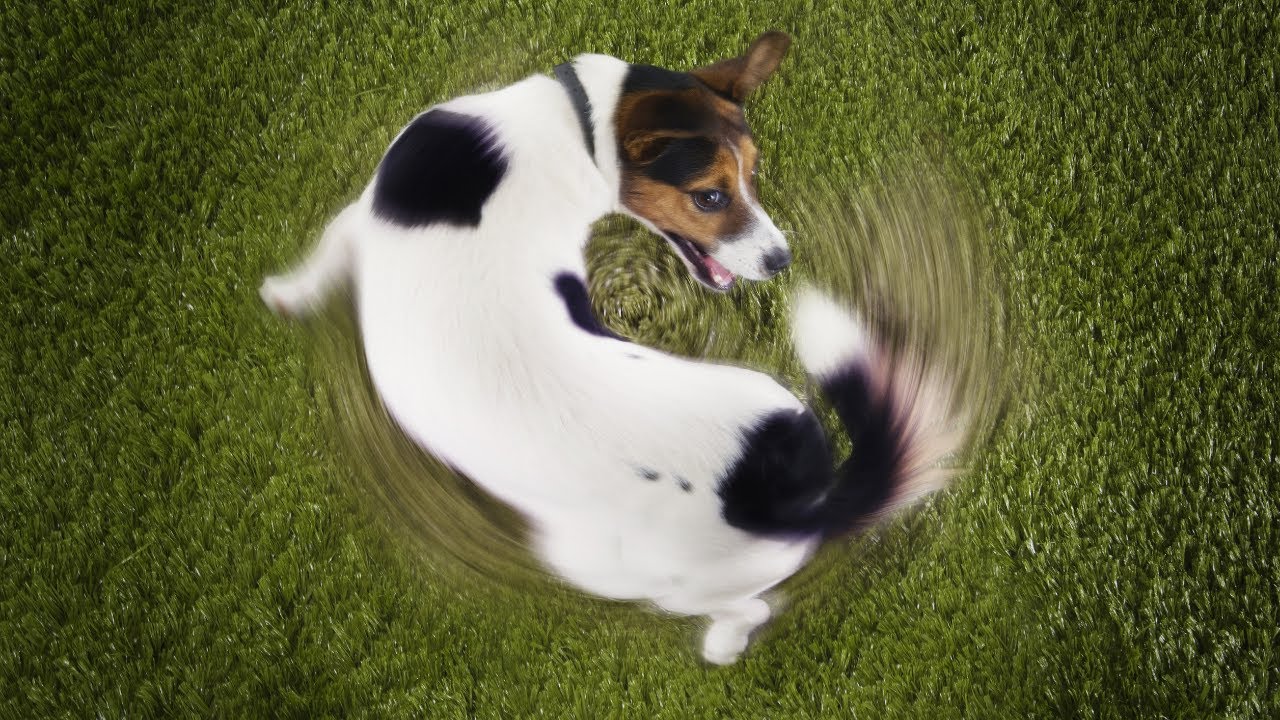 Does Your Dog Have OCD?